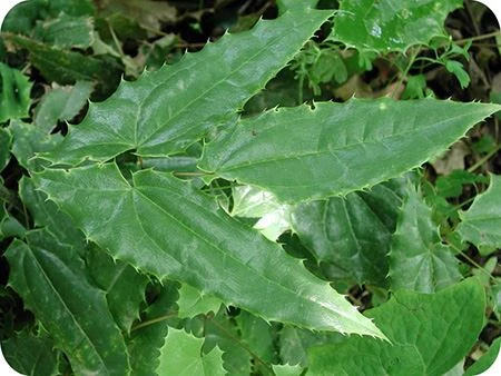 product-1-1 epimedium aerial parts extract
