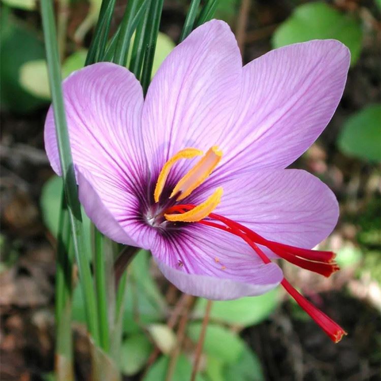 Carthamus Tinctorius L & Crocus Sativus L